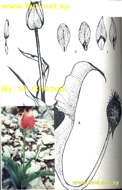 Tulipa agenensis D.C.